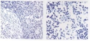 Thionine staining method