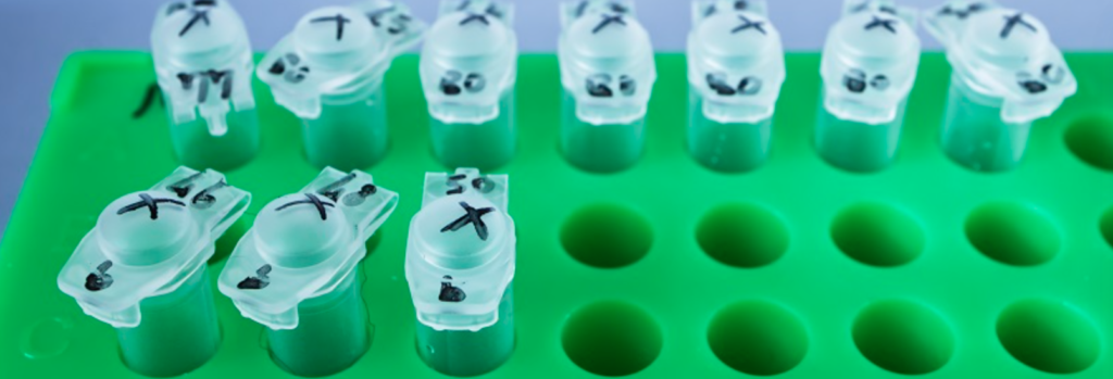 Row of small sample tubes in a bright green rack, each topped with a folded white cover.