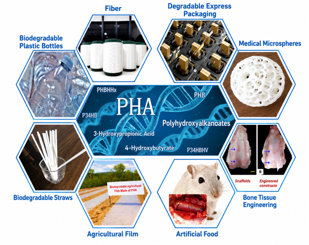 PHA infographic with hexagonal panels showing applications: biodegradable bottles, fiber, packaging, microspheres, straws, agricultural film, artificial food, bone tissue engineering, scaffolds.