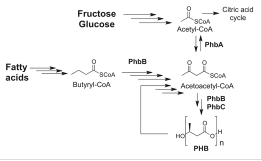 PHA Production Process – quartz-chem PHA Production Process