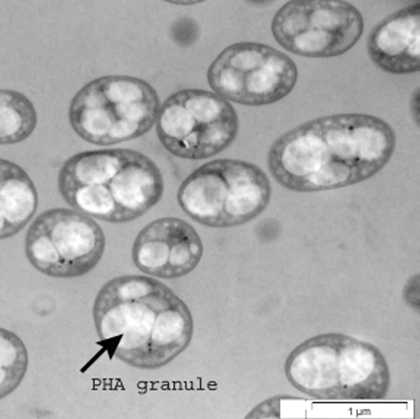 PHA granyle – quartz-chem PHA granyle