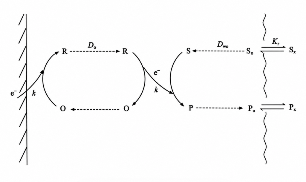 Schematic of a left-to-right electron transfer pathway: an incoming e− from the wall proceeds through R, O, P, and S with dashed diffusion steps to outputs Sx and Px.