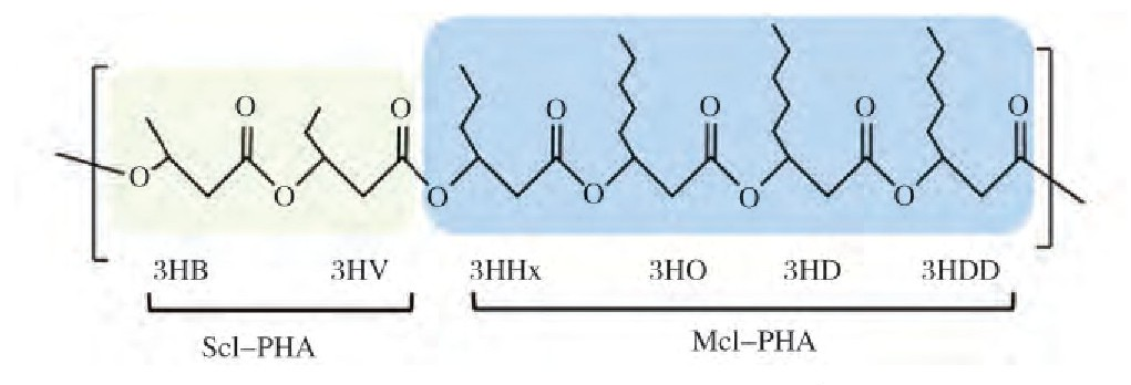 Block copolymer schematic: scl-PHA block (3HB/3HV) and mcl-PHA block (3HHx, 3HO, 3HD, 3HDD) with repeating ester linkages.